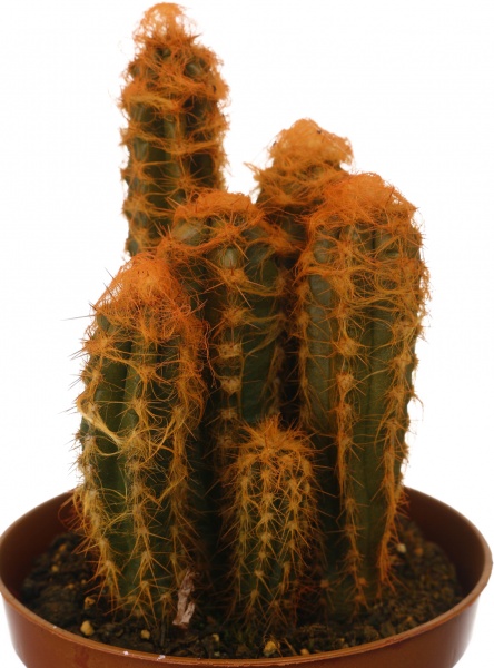 Растение Кактус разноцветный 8/10