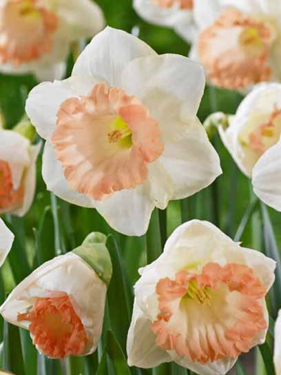 Луковица нарцисса Бритиш Геймбл 2 шт. 