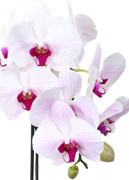 Растение комнатное Фаленопсис 12x70 см 1 ветка, акция