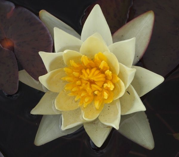 Растение Нимфея Pygmaea Helvola