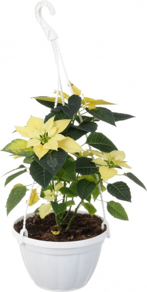 Растение Пуансеттия D20 см