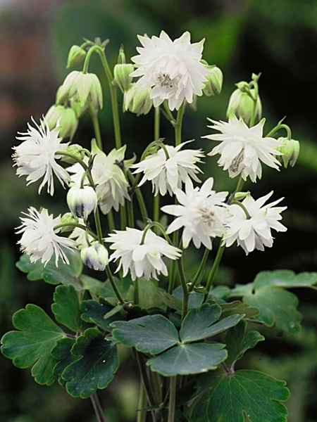 Корневище аквилегии Уайт Барлоу 1 шт. 