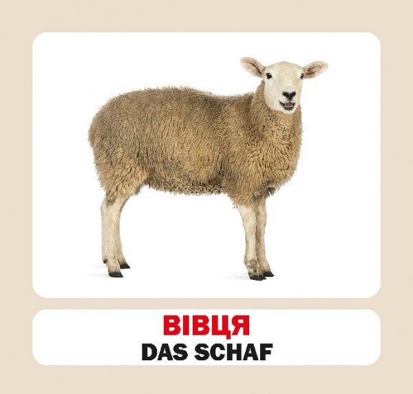 Книга «Навчальний посібник. Домашні тварини. нім-укр»