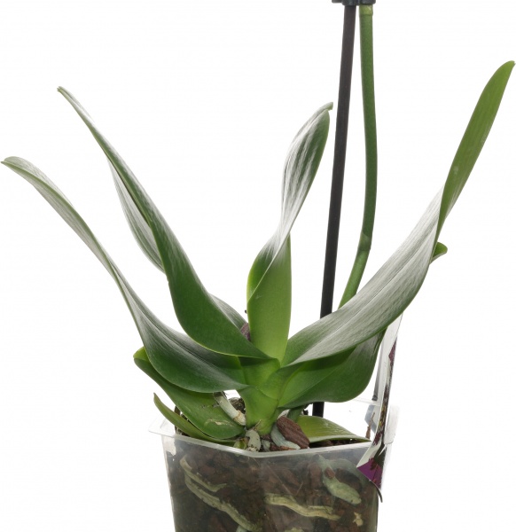 Растение комнатное Фаленопсис микс 1рр, 3/5 + 12/50