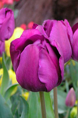 Луковица Яскрава триумф Negrita 3 шт. 