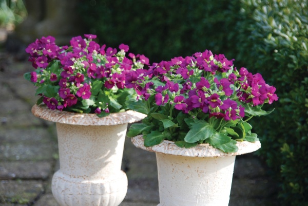 Семена Професійне насіння резуха Лотти розовый 10 шт. (4823058200293)