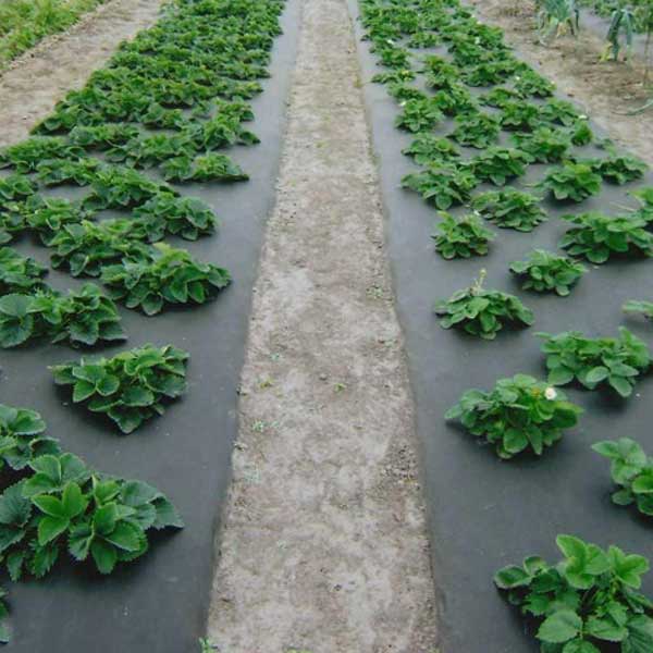 Агроволокно Growtex 50 UV чорне 1,6х100 м