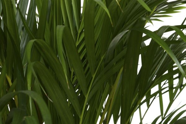 Растение комнатное Арека 21х140 см