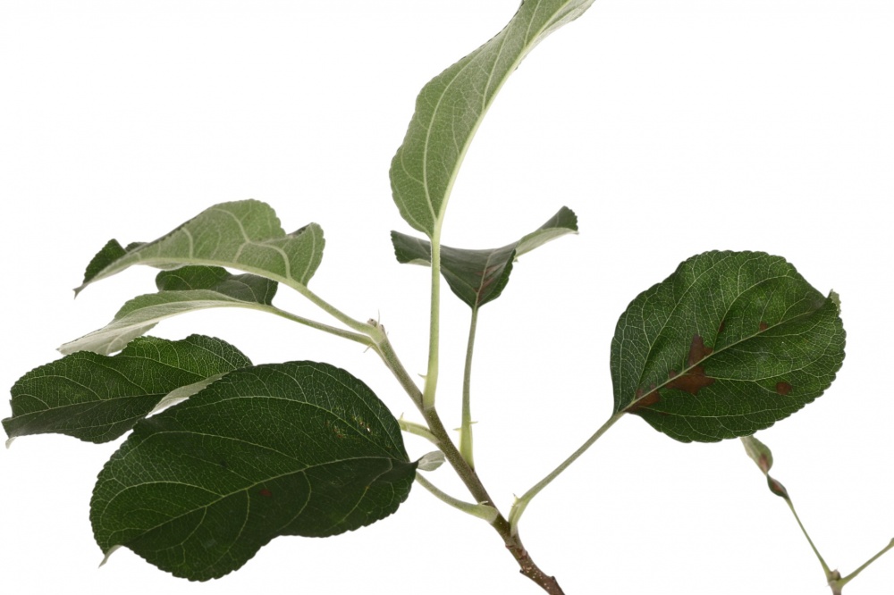 Саженец Яблуні 1р (C7)