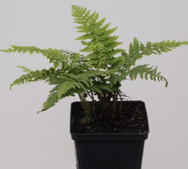 Растение декоративное Лотос К Многорядник щетинконосный 'Plumosum' (Polystichum s. 'Plumosum')