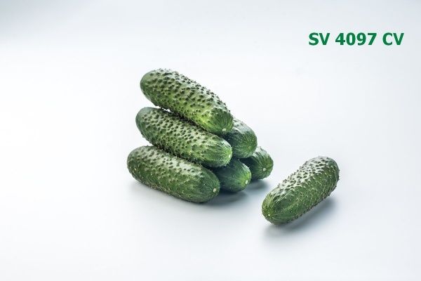 Семена Професійне насіння огурец СВ 4097 ЦВ F1 10 шт. (4820176693839)