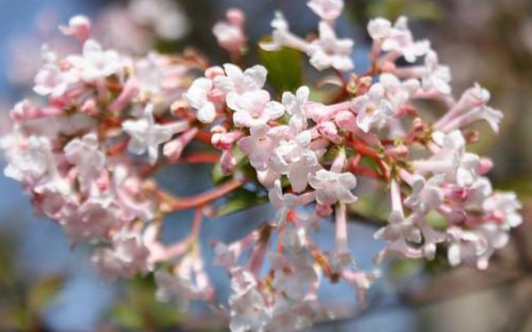 Растение Калина Фаррера/Viburnum farreri С3