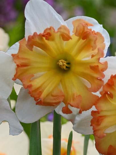 Луковица нарцисса розрезнокорончатого Таурус 2 шт. 