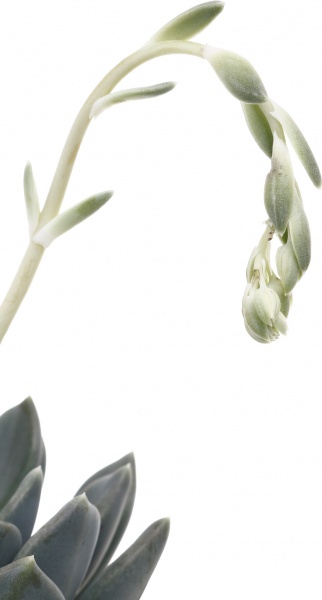 Рослина кімнатна Сукулент 8х12 см