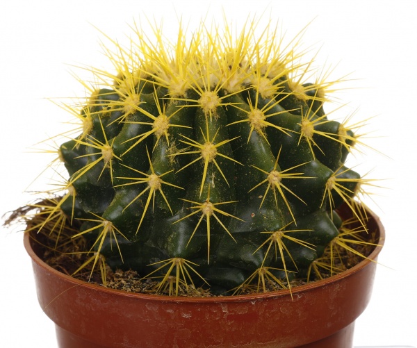 Растение комнатное Кактус эхиногрузон микс разноцветный Rainbow d10,5/h15