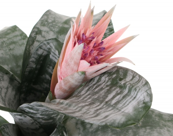 Рослина декоративна Ехмея Primera 14/65