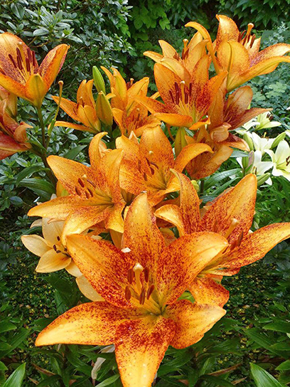 Цибулина Амсонія Бі Ві лілії ЛА Лонгвуд 1 шт.