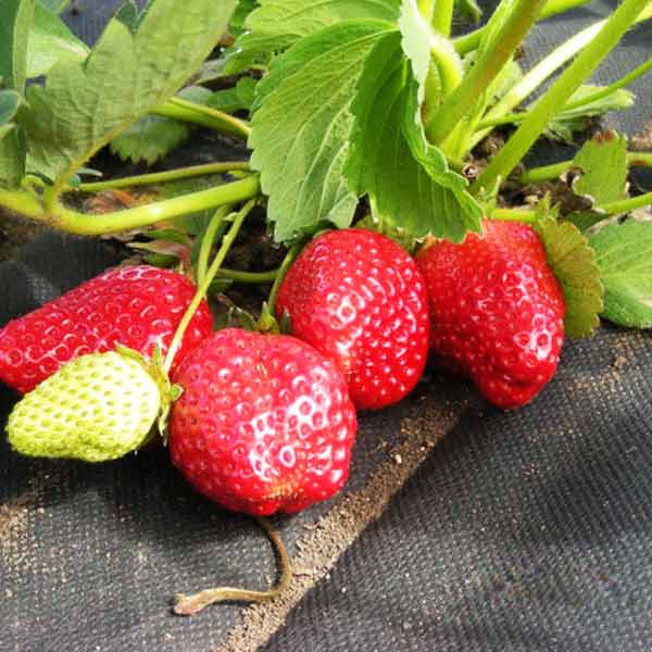 Агроволокно Агротекс 60 UV черное 3.2x10 м