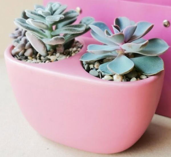 Рослина Суккулент у подвійному горщику d15/h25