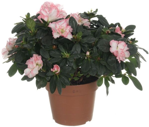 Растение Азалия микс 14х55 см