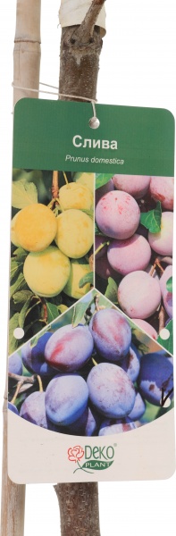 Саженец Декоплант сливы 2р (C7)