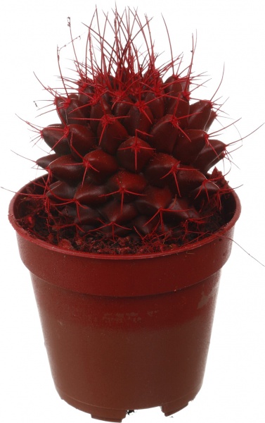Рослина кімнатна Кактус різнокольоровий 5х8 см