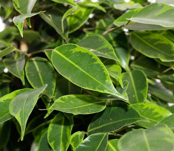 Растение комнатное Фикус 21/80 бенджамина микс