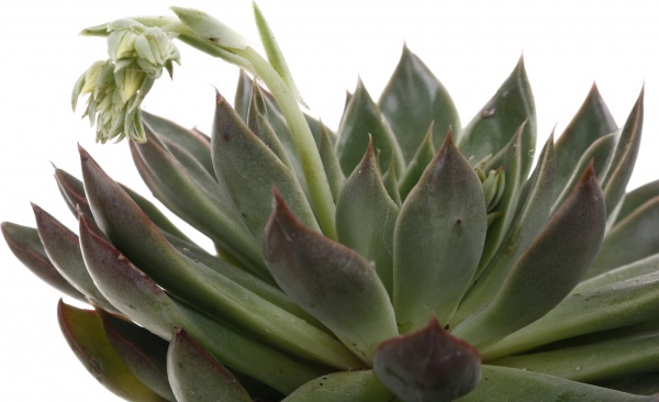 Рослина кімнатна Сукулент 8х12 см