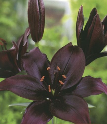 Луковица Яскрава Лилия LA гібрид Methone 1 шт. 