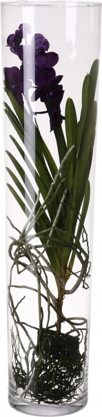 Рослина кімнатна Ванда Мішель 17х70 см мікс у вазі