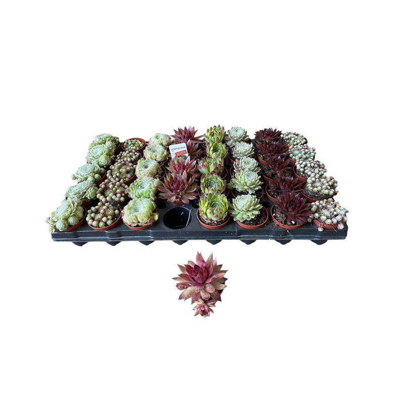 Рослина Семпервівум 06х8 мікс