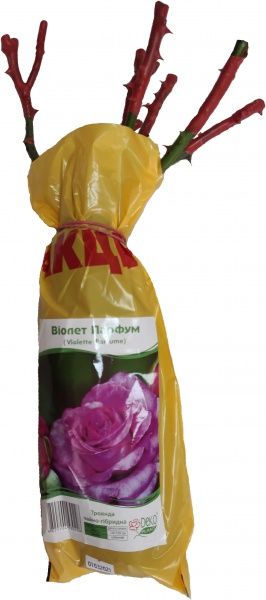 Саженец Dekoplant Роза чайно-гибридная Виолет Парфум