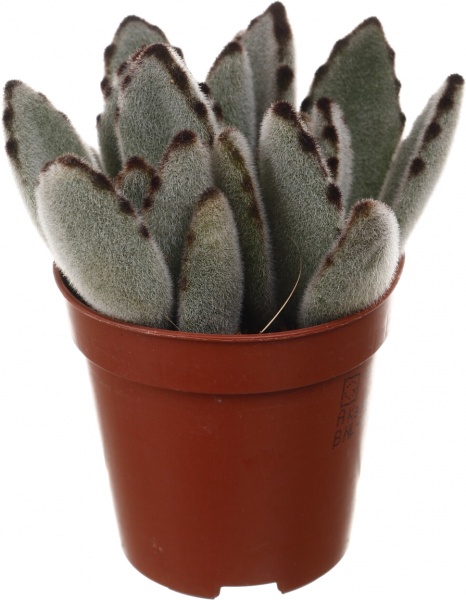 Рослина кімнатна Сукулент 5х8 см