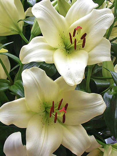 Цибулина VWS EXPORT – IMPORT OF FLOWERBULBS B.V. лілії ЛА Ерколано 12/14 1 шт.