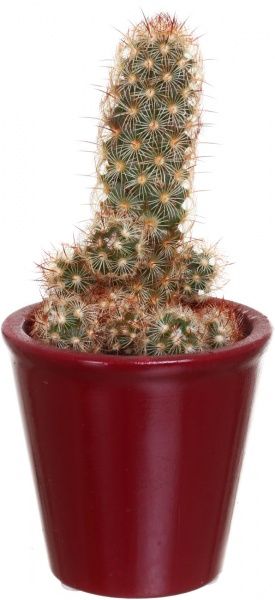Рослина Кактус в круглій кераміці 7/10