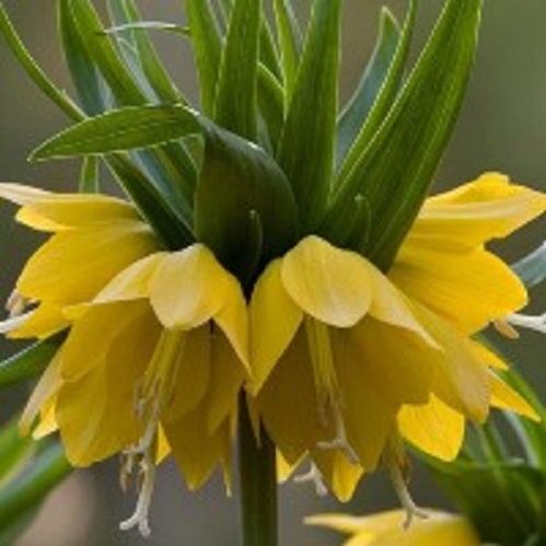 Луковица Рябчик императорский Лютеа 1 шт. 