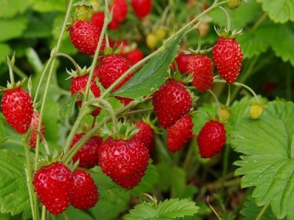 Саженец Брусвяна Земляника Али-Баба 0,5 л