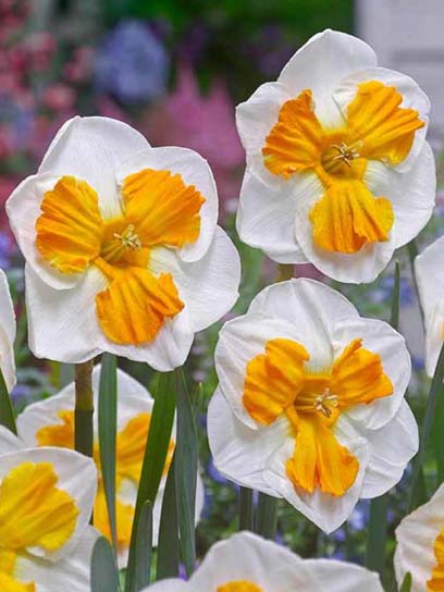 Луковица нарцисса розрезнокорончатого Триколлет 2 шт. 