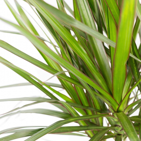 Рослина Драцена Мікс 17/55