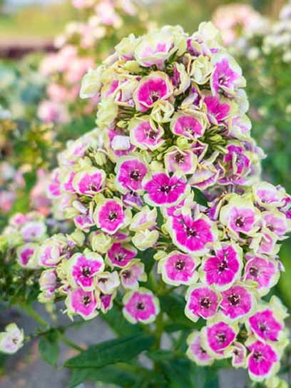 Корневище флокса Орхид Еллоу 1 шт. 