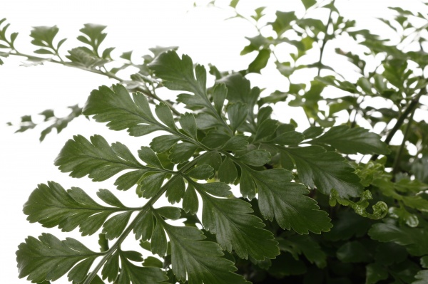 Растение комнатное Асплениум 12/35 сортовой