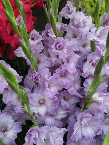 Клубнелуковица гладиолуса Милка 3 шт. 