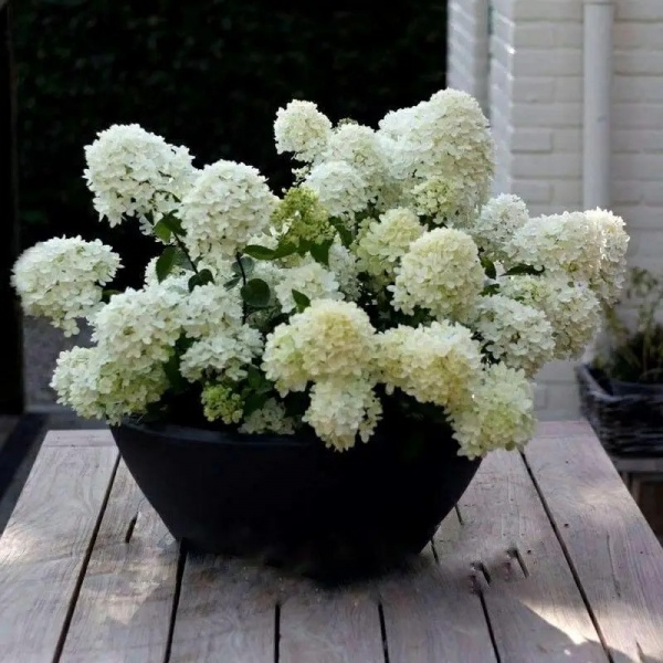 Растение Гортензия метельчатая Бомбшелл С 2-3