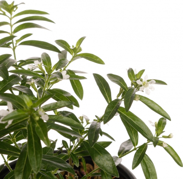 Растение декоративное Куфея хиссопифолия Мирто д.9