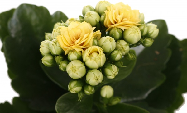 Рослина кімнатна Каланхоє міні мікс 6/10