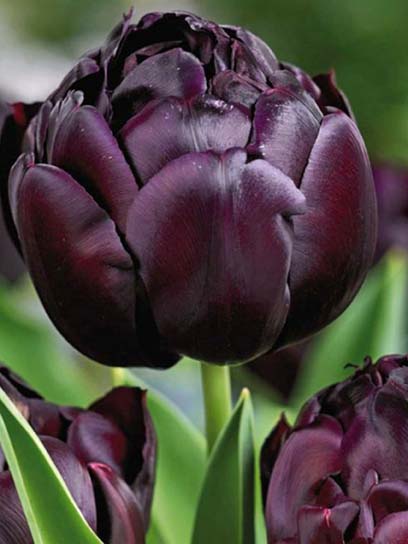Луковица тюльпана махрового позднего Блэк Хироу 3 шт. 
