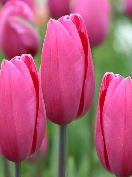 Цибулина TUBERBULB Export B.V. тюльпана простого пізнього Пінк Прауд 3 шт. 