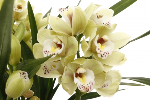 Рослина Цимбідіум 1 стовбур 12х60 см