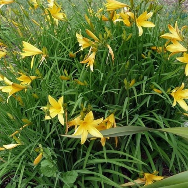 Растение Лілейник видовий С2