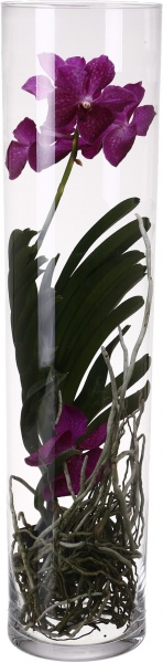 Рослина кімнатна Ванда Мішель 17х70 см мікс у вазі